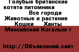 Голубые британские котята питомника Silvery Snow. - Все города Животные и растения » Кошки   . Ханты-Мансийский,Когалым г.